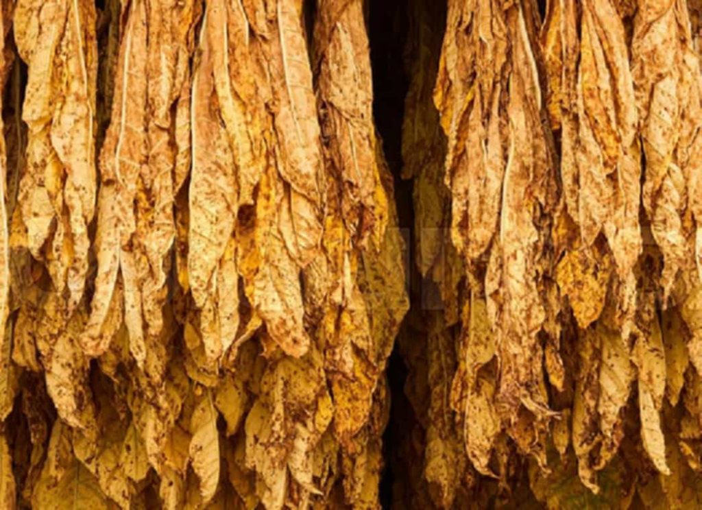 Close-up of Burley tobacco during the air-curing stage