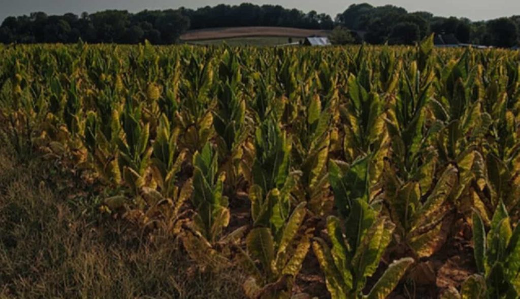 Historical image of tobacco farming in Kentucky